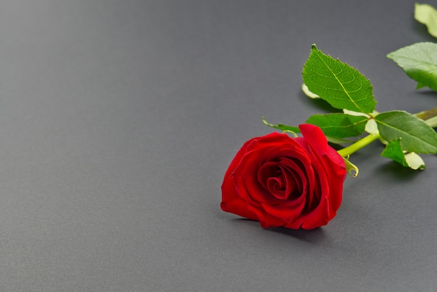 Beautiful single rose on grey background. The concept of st valentine's day, Mother's Day, March 8.