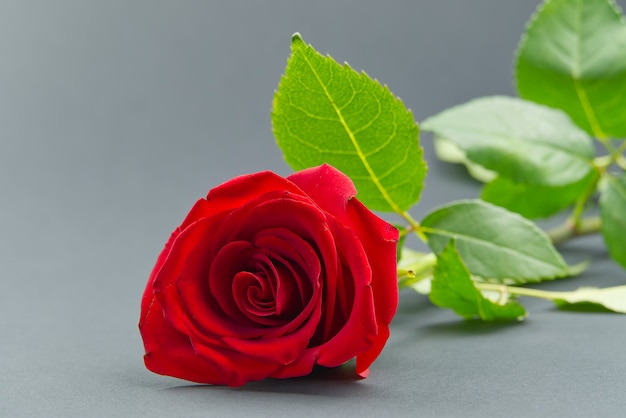 Beautiful single rose on grey background. The concept of st valentine's day, Mother's Day, March 8.