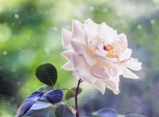 A beautiful single white rose flowers blooming in summer garden close up. Romantic floral card