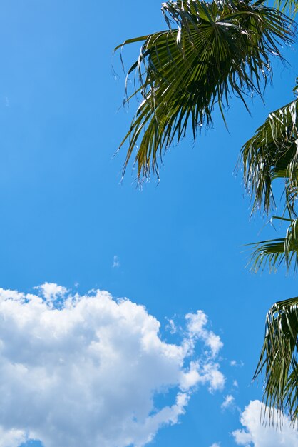 Beautiful sky, fluffy clouds and palm tree leaves