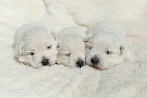 Beautiful sleepy puppies West Highland White Terrier on a white blanket