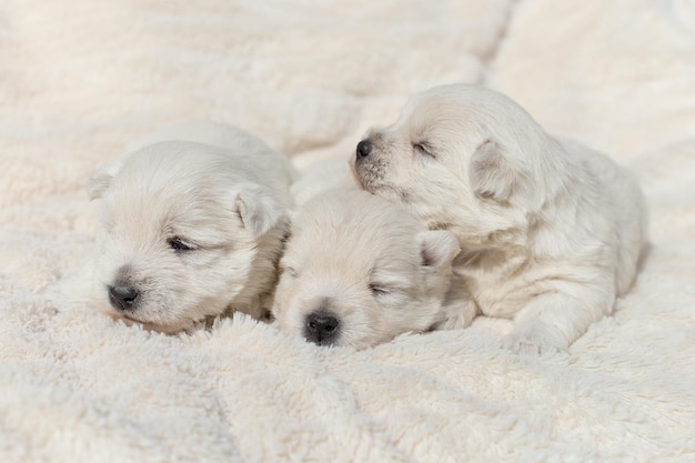 Beautiful sleepy puppies West Highland White Terrier on a white blanket