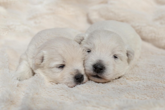 Beautiful sleepy puppies West Highland White Terrier on a white blanket