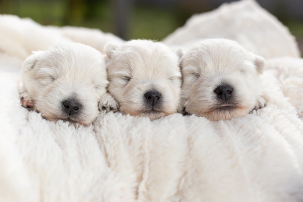 Beautiful sleepy puppies West Highland White Terrier on a white blanket