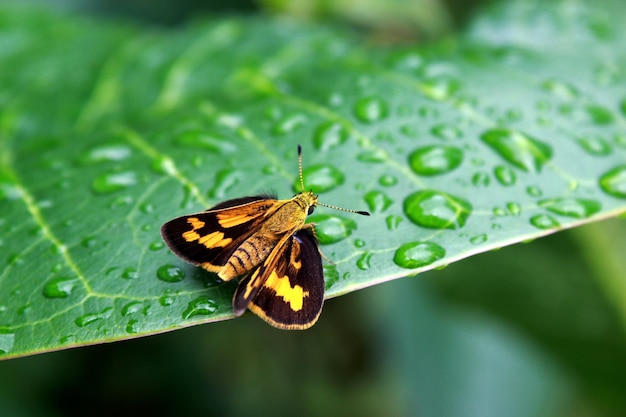 beautiful small black yellow moth from Asian forests and woodlands small moth on fresh green leaf