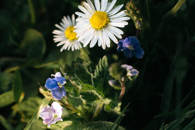 Beautiful small blue flowers veronica and chamomile in summer