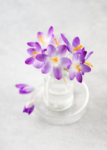 Beautiful small bouquet of purple crocus flowers in glass vase for home decor