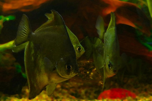 Beautiful small fish swim in a large home aquarium