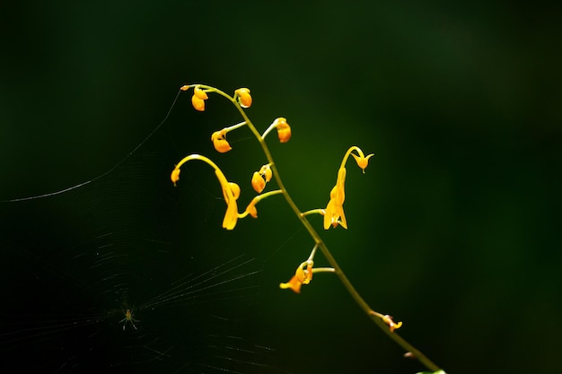 Beautiful small flowers blooming on the branches in the forest Dark background