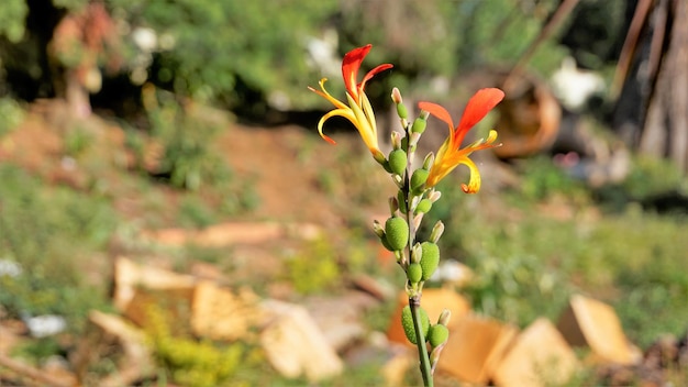 Beautiful small flowers of Canna generalis also known as Canna lily or Common garden canna