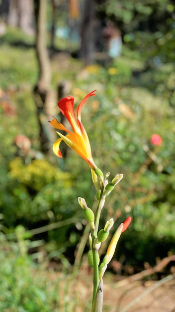 Beautiful small flowers of Canna generalis also known as Canna lily or Common garden canna