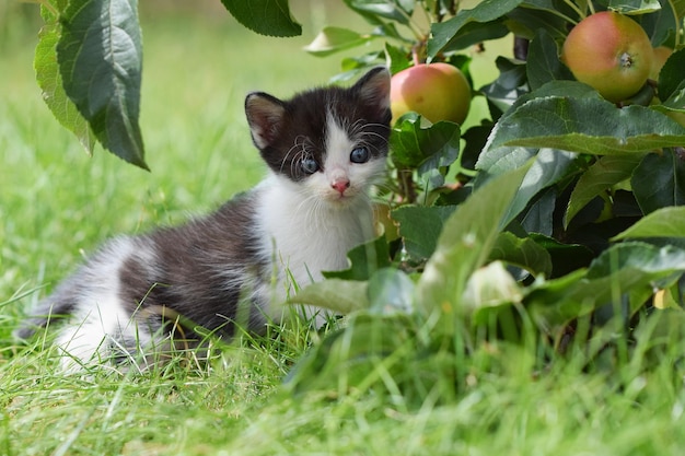 Beautiful small kitten with blue eyes Playing at home