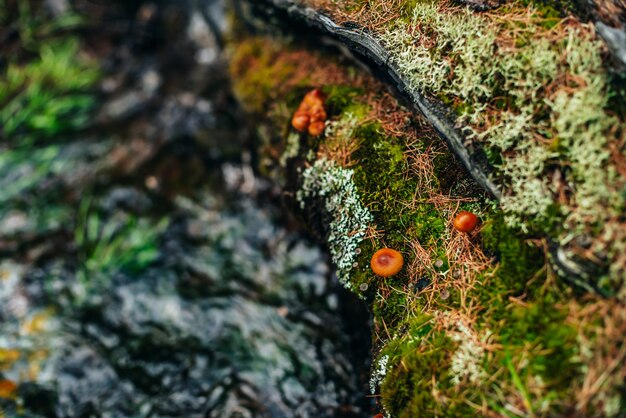 Beautiful small mushrooms with orange caps on old mossy log