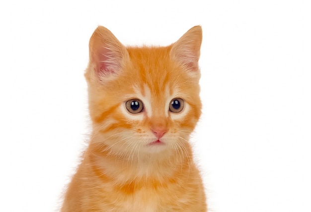 Beautiful small red cat looking at camera  