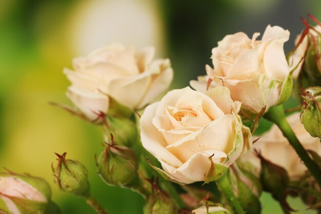 Beautiful small roses on green background