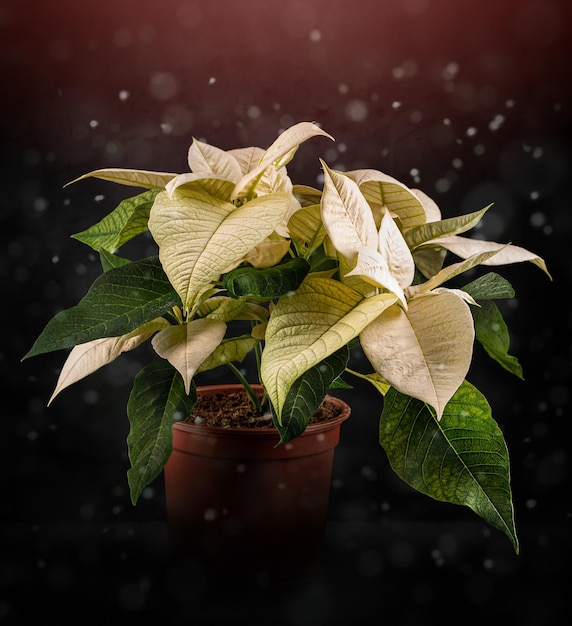 Beautiful small white poinsettia