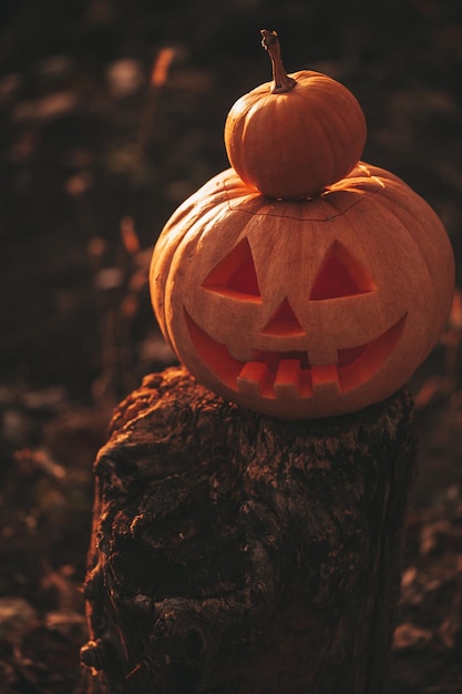 Beautiful smiling glow orange funny face carved pumpkins for Halloween holiday in day outdoor