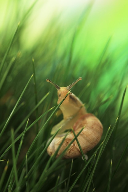 Beautiful snail on green grass close up