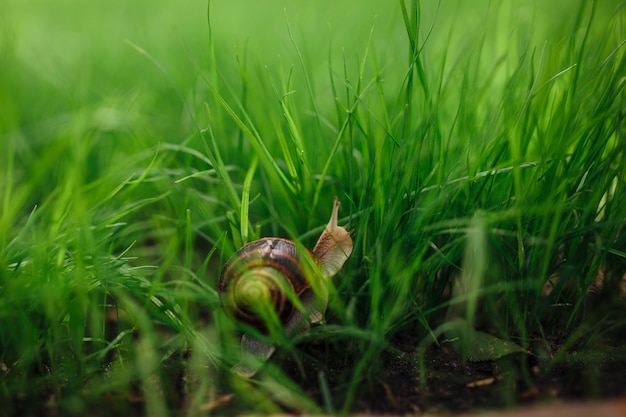 Beautiful snail sitting in green grass closeup