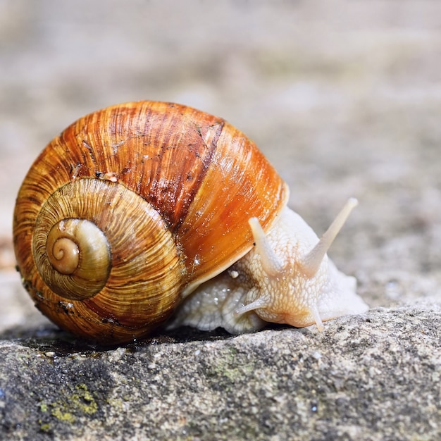 Beautiful snail with shell in nature. Natural colorful background with sun.