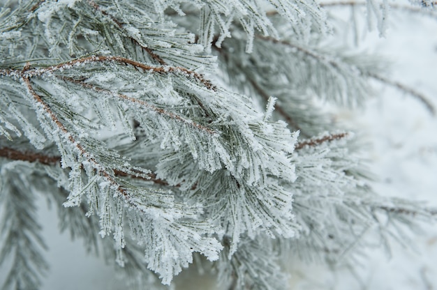 Beautiful snow-covered tree branch in winter park