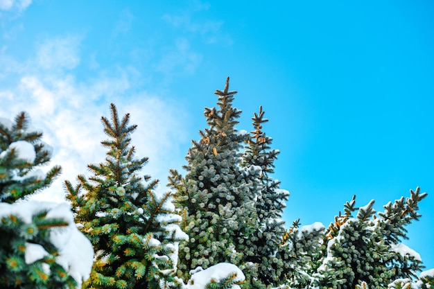 Beautiful snowcovered fir trees on a blue sky background on a sunny winter day