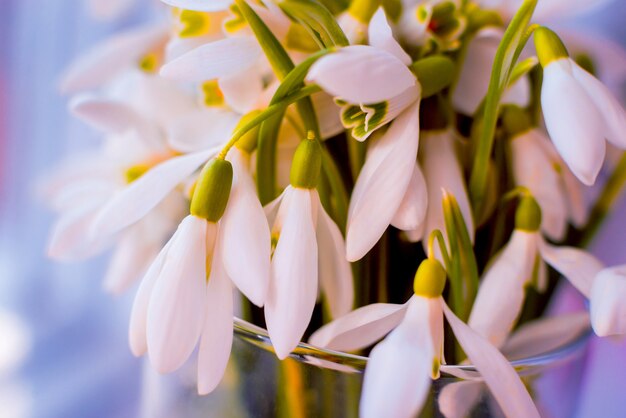 Beautiful snowdrop flower.