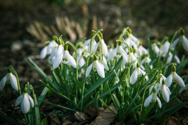 Beautiful snowdrop flowers Galanthus nivalis at spring forest First spring day