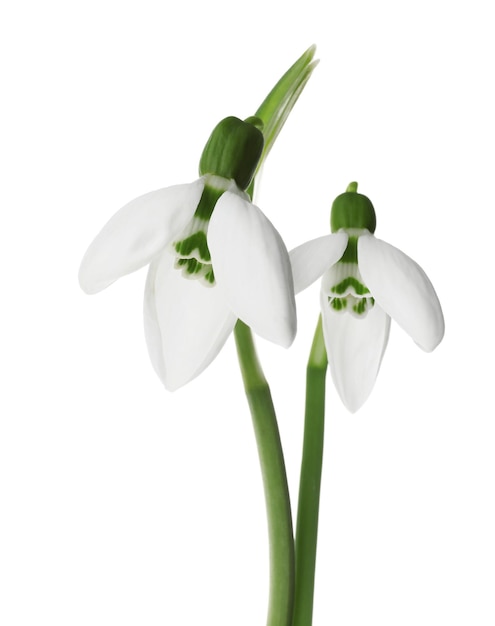 Beautiful snowdrops on white background Spring flowers