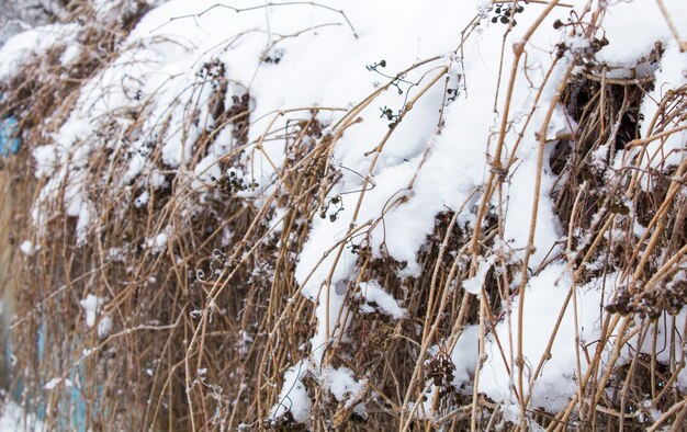 Beautiful snowfall. Snow on the branches of bushes and trees