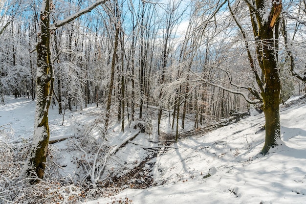 Beautiful snowy beech forest in the Artikutza natural park in oiartzun near San Sebastian Gipuzkoa Basque Country Spain