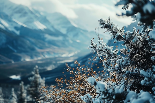 Beautiful snowy landscape Snow lies on frozen trees against a blurred background of snowy mountains