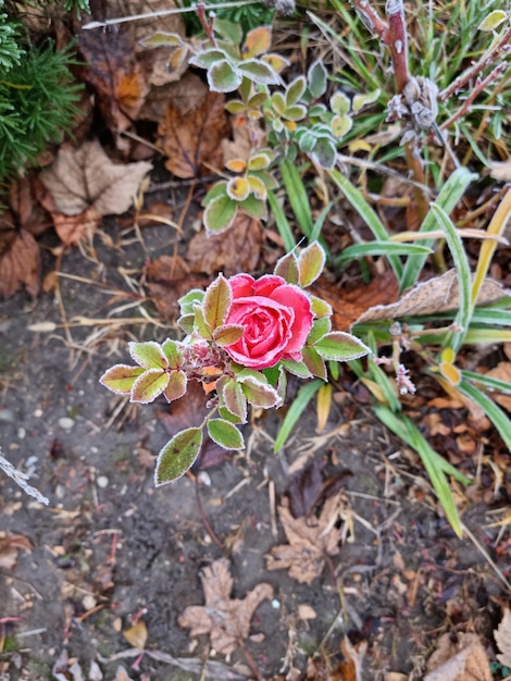 Beautiful, snowy pink rose in the garden.