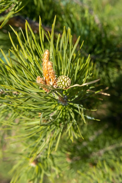 Beautiful soft focus little green pine cones on branches with needles Small green pine cones at the ends of branches The concept of protecting trees planting trees caring for nature