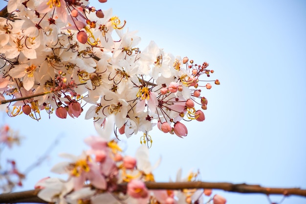 Beautiful soft pink and white flower of Wishing Tree blooming with blurred background