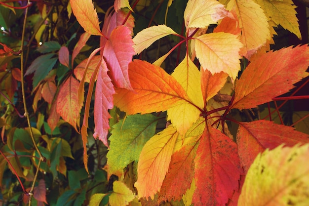 Beautiful solid bright red-green natural background of wild grapes, autumn background.