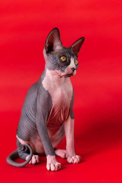 Beautiful sphynx cat sitting on bright red background with shadow looking away calmly purebred kitte