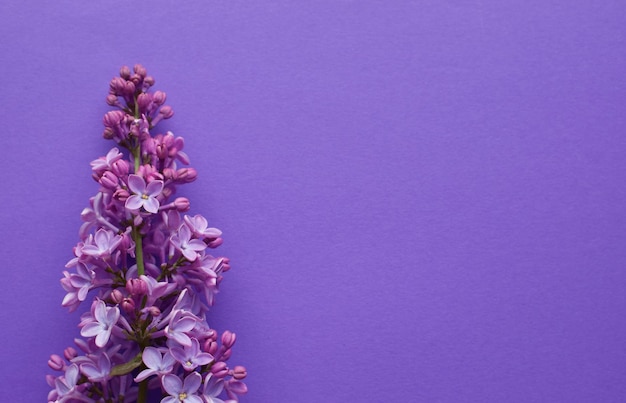 Beautiful sprigs of lilac on a purple background Copy space