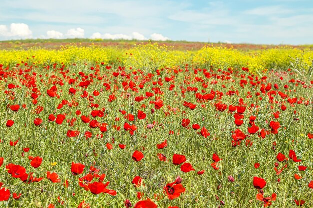 Beautiful spring background with flowers and mountains Steppe in Kazakhstan Poppies and TienShan mountains