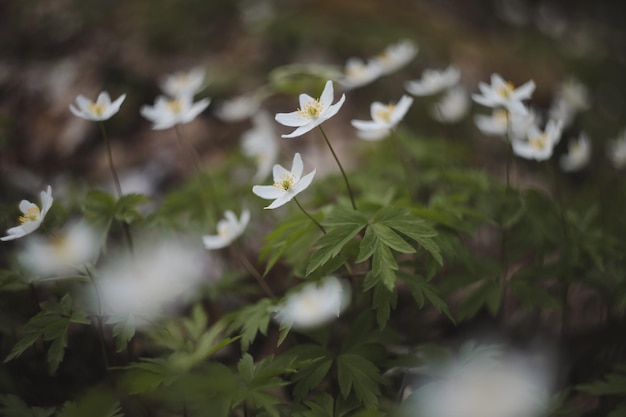 Beautiful spring background with white anemones flowers in spring woods springtime