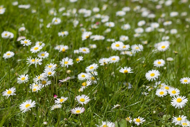 Beautiful spring blooming field with daisies and green grass