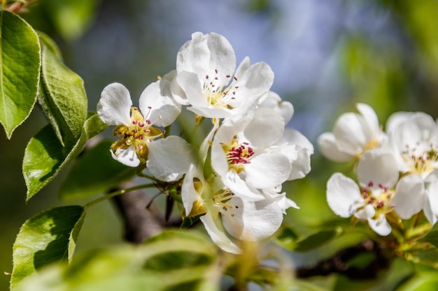 Beautiful spring blossoming tree branches with white flowers macro