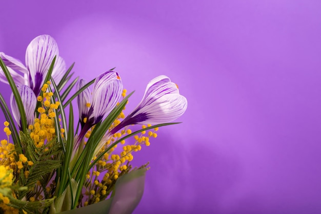 Beautiful spring bouquet of crocuses and mimosa flowers