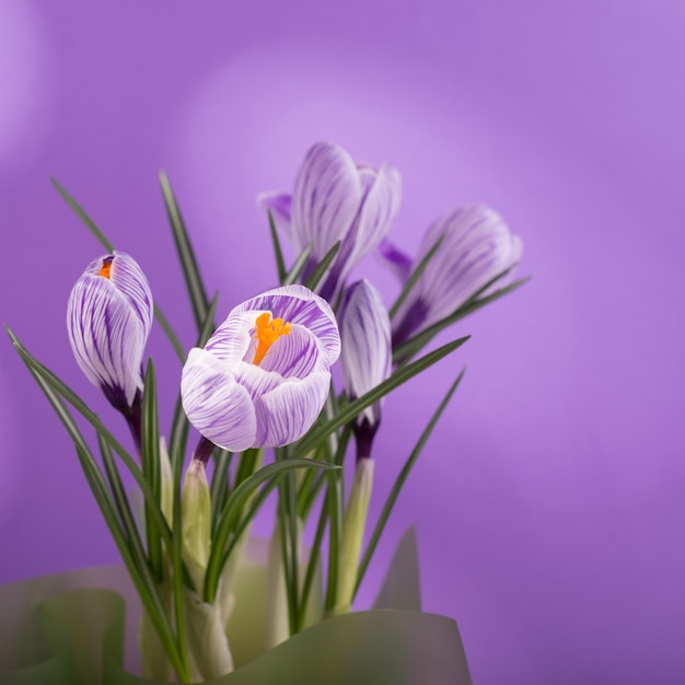 Beautiful spring bouquet of crocuses and mimosa flowers