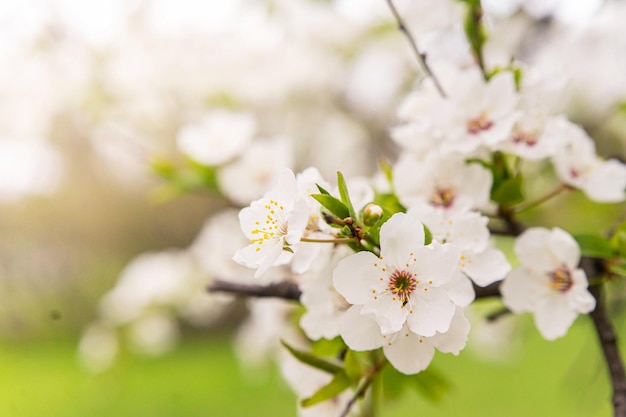 Beautiful spring cherry blossom with fading in to pastel pink and white background