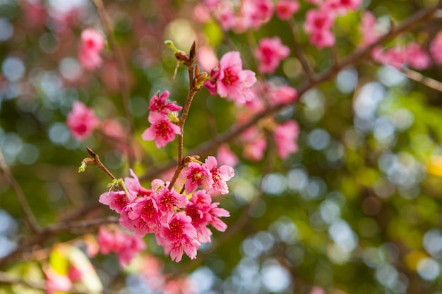 Beautiful spring cherry blossoms on the mountain