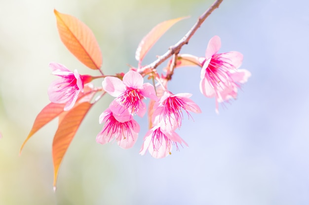 Beautiful spring cherry blossoms