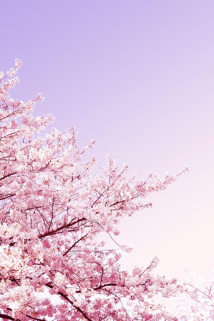 Beautiful spring flower cherry blossoms Sakura Flower With Beautiful Nature Background