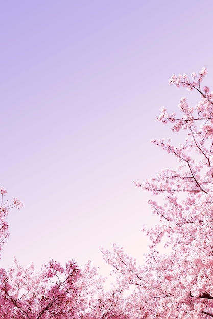 Beautiful spring flower cherry blossoms Sakura Flower With Beautiful Nature Background