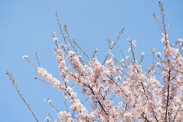 Beautiful spring flower cherry blossoms